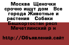 Москва! Щеночки срочно ищут дом - Все города Животные и растения » Собаки   . Башкортостан респ.,Мечетлинский р-н